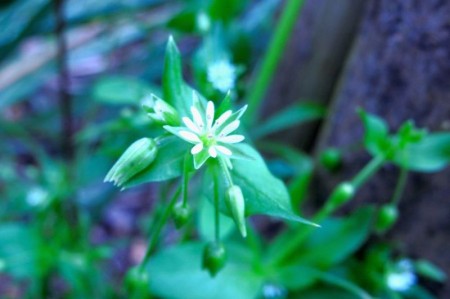Chickweed: The Tiny Star