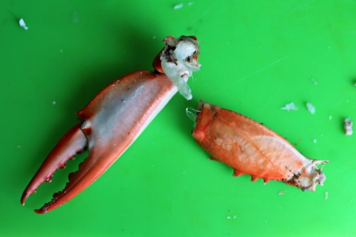 Cleaning Crab Claws: Step-by-Step. Getting disjointed, part 1. Cleaning Crab Claws: Step-by-Step. Getting disjointed, part 1.