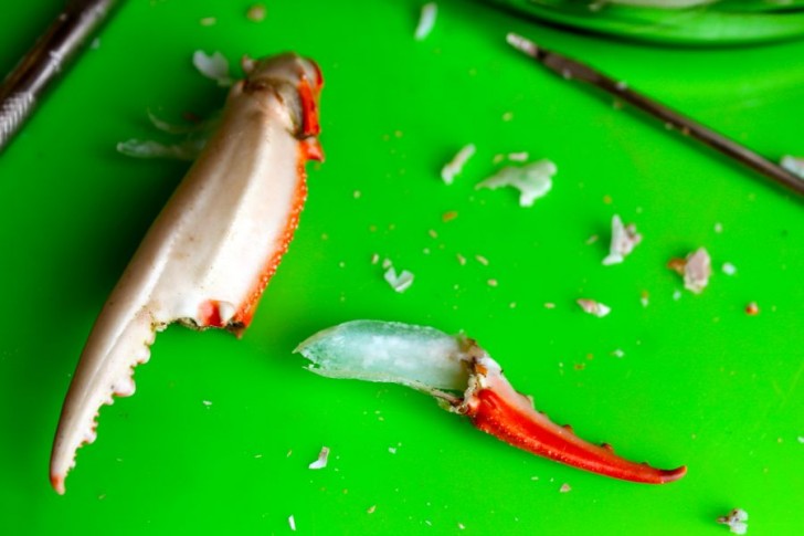 Cleaning Crab Claws: Step-by-Step. Getting disjointed, part 2. Cleaning Crab Claws: Step-by-Step. Getting disjointed, part 2.