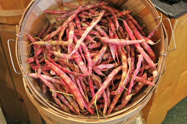 Scenes From a North Coast Grocery: Cranberry Beans Scenes From a North Coast Grocery: Cranberry Beans