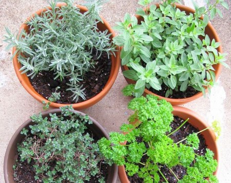 How to Grow Your Own Herb Garden