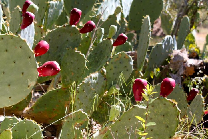 The Other Tuna: Prickly Pear Cactus Fruit. On the cactus.