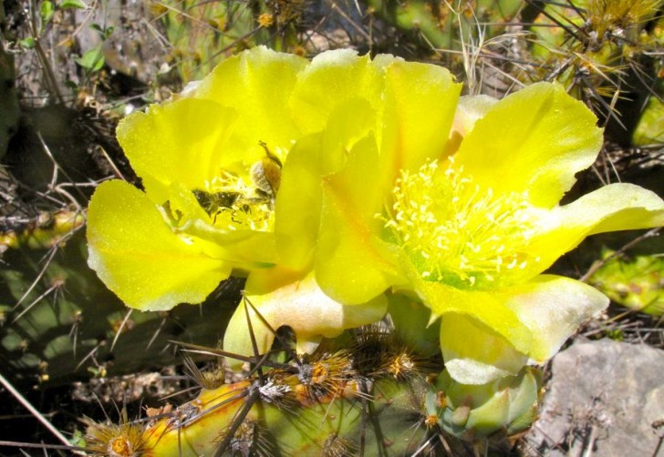 The Other Tuna: Prickly Pear Cactus Fruit. The flower.
