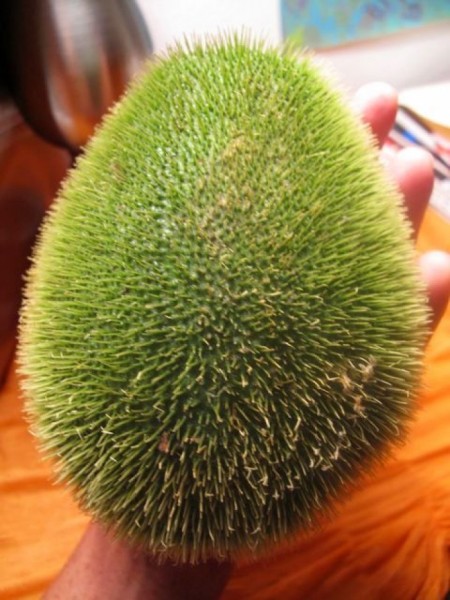 Sweet Beneath the Thorns: Spiny Chayote