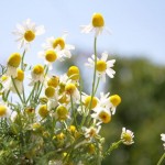 Culinary Herbs: How to Make Dried Chamomile Culinary Herbs: How to Make Dried Chamomile